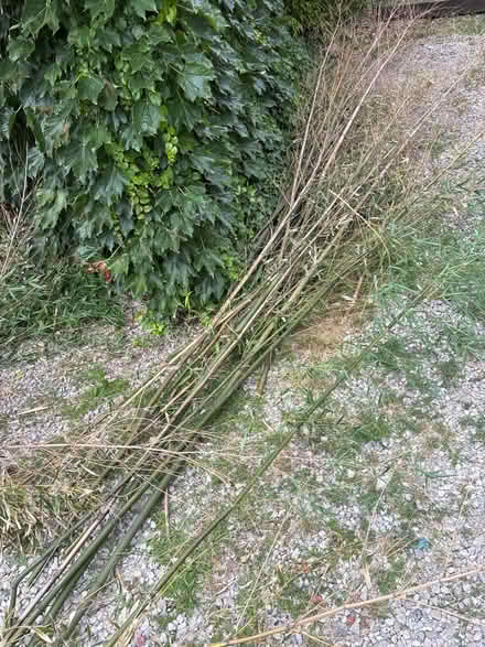 Photo of free Dead Bamboo 4 -20 feet (Ohio City - Waco Ct Wst of W30) #1