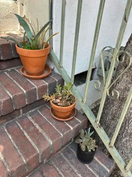Photo of free Outdoor plants (Mount Washington) #2