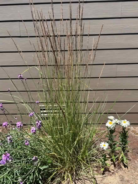 Photo of free Decorative Reed Grass (Marysville) #1