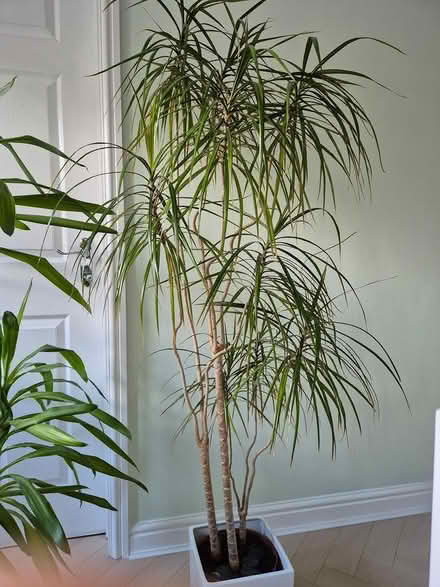 Photo of free House plants (Stoke On Trent ST6 8GE) #2