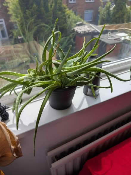 Photo of free Aloe Vera plants (Wallsend, NE28) #2