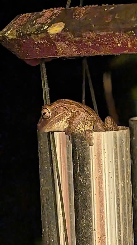 Photo of free two Cuban Tree frogs (NW Gainesville) #1