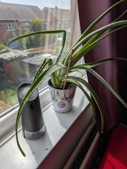 Photo of free Aloe Vera plants (Wallsend, NE28) #1