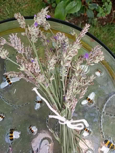 Photo of free Small bunch of lavender. (Temple Cowley OX4) #1