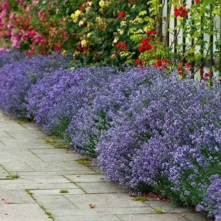 Photo of Lavender plants or Any cat safe plants (Lords Wood ME5) #1