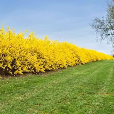 Photo of free Greenstem Forsythia (Duren Ave) #1