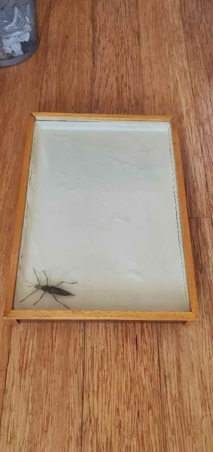 Photo of free Insect storage box (Little Herberts GL53) #1