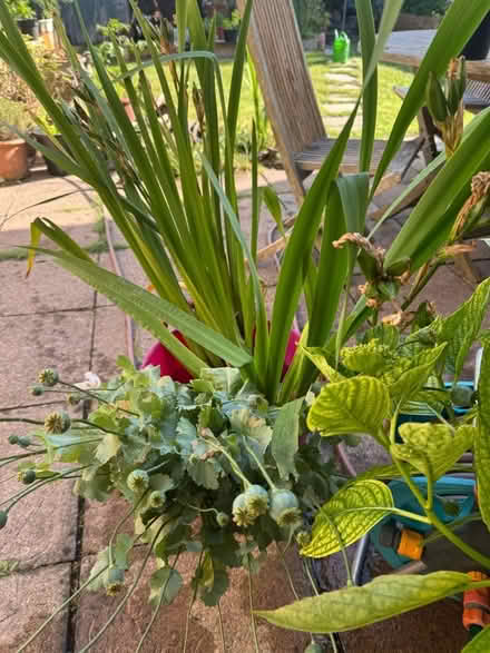 Photo of free Mature yellow flag water iris (Gleneagles area, Wboro NN8) #1