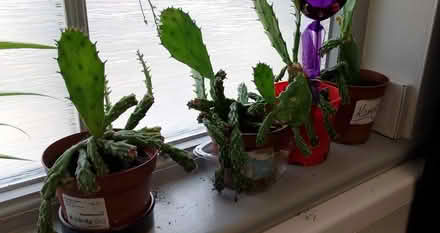 Photo of free Cactus (Camborne, Cornwall) #1