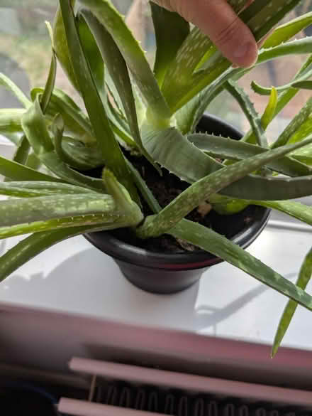 Photo of free Aloe Vera plants (Wallsend, NE28) #3