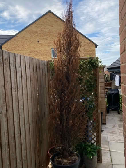 Photo of free Conifer (Callerton NE5) #2