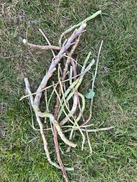 Photo of free Tree Collards cuttings (Near De Anza College) #1
