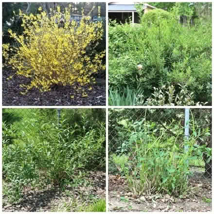 Photo of free Greenstem Forsythia (Duren Ave) #1
