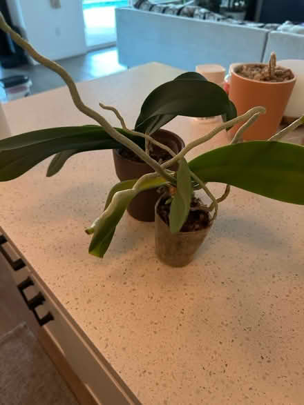 Photo of free orchids (Bermuda Dunes, ca) #1