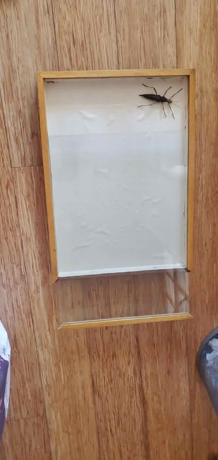 Photo of free Insect storage box (Little Herberts GL53) #2