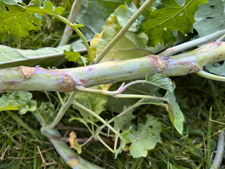 Photo of free Tree Collards cuttings (Near De Anza College) #2