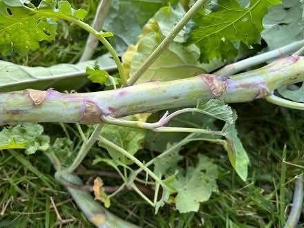 Photo of free Tree Collards cuttings (Near De Anza College) #2