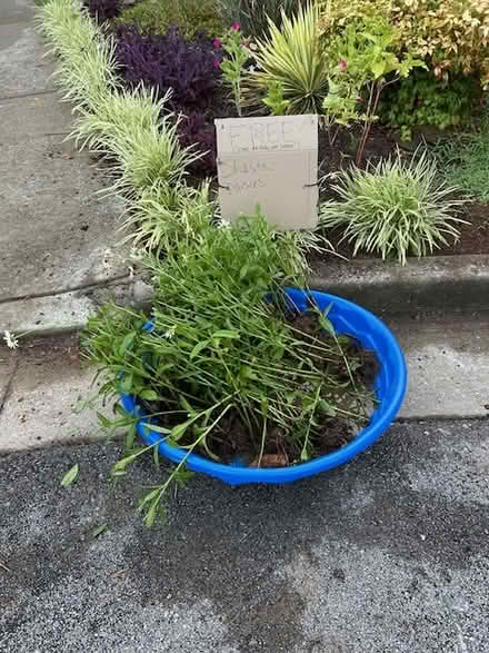 Photo of free Shasta Daisies (Truxton Park- Spring Farm Cort) #1