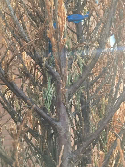 Photo of free Conifer (Callerton NE5) #1