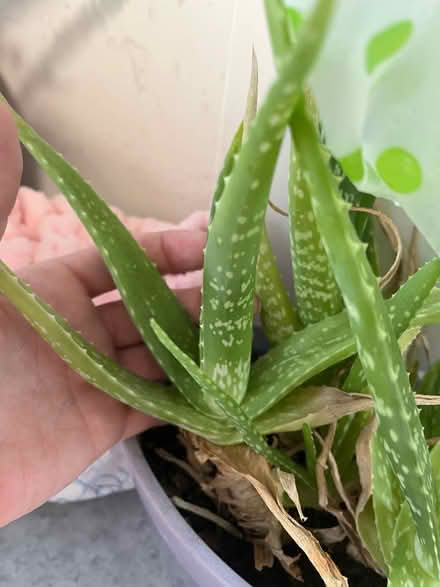 Photo of free Unpotted aloe vera plants (Broadwater SG2) #2