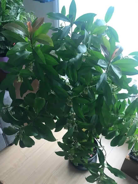 Photo of free Beautiful tall house plant (Halifax, Clayton Park) #2