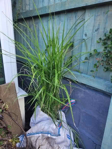 Photo of free Plants (Hanford ST4) #3