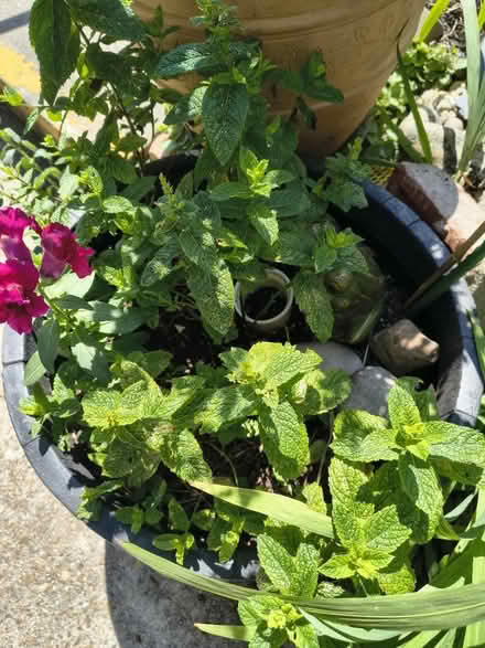 Photo of free Moroccan Mint (Fiveways Brighton) #1