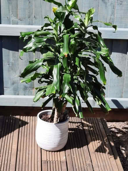 Photo of free Indoor plant (Butetown CF10) #1