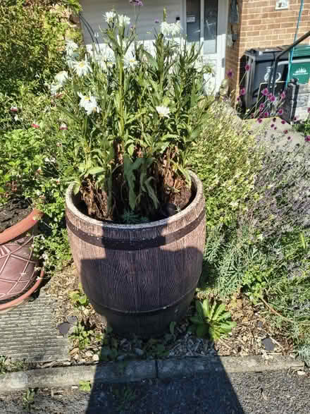 Photo of free Leucanthoum Crazy Daisy & Pot (Fiveways Brighton) #2
