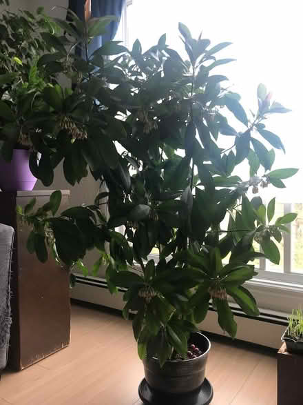 Photo of free Beautiful tall house plant (Halifax, Clayton Park) #1