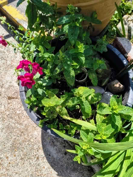 Photo of free Moroccan Mint (Fiveways Brighton) #2