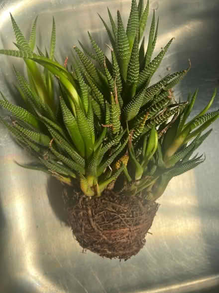 Photo of free Zebra Plants (S Downers Grove) #1