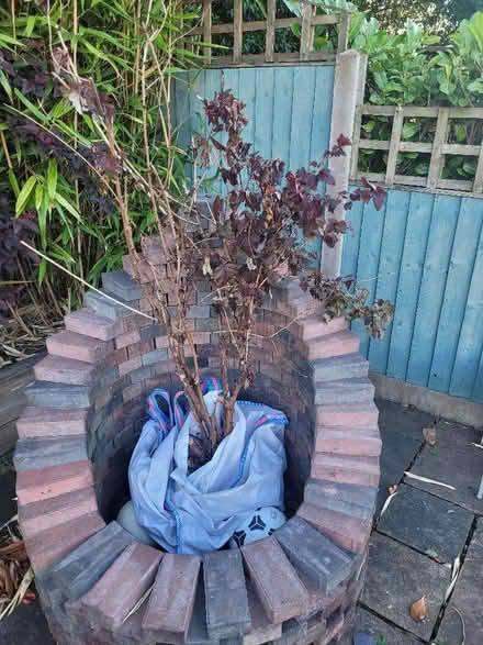Photo of free Plants (Hanford ST4) #1
