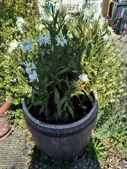 Photo of free Leucanthoum Crazy Daisy & Pot (Fiveways Brighton) #1