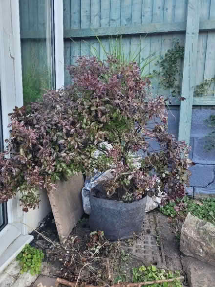 Photo of free Plants (Hanford ST4) #2