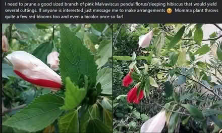 Photo of free cuttings of S. arbicola and more (Holiday FL) #1