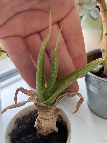 Photo of free Unpotted aloe vera plants (Broadwater SG2) #1