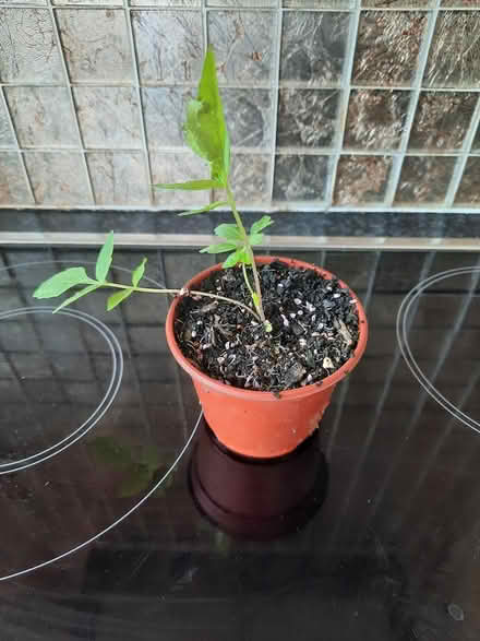 Photo of free Valerian Bee Loving plant seedling (Morden SM4) #3