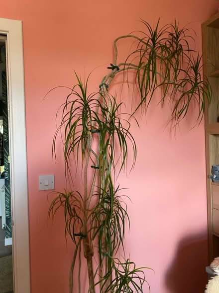 Photo of free House plant (West Granton) #2