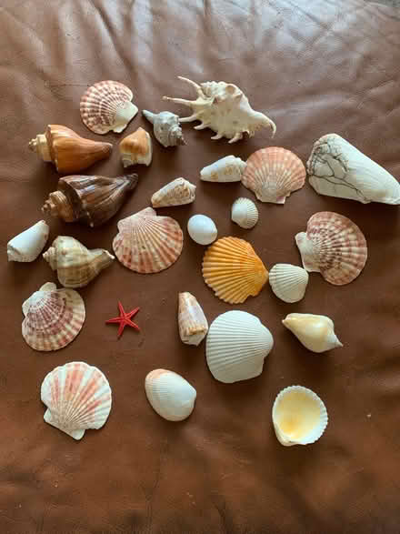Photo of free Collection of shells (Aspley, NG8) #1