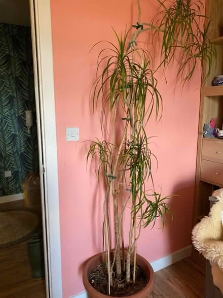 Photo of free House plant (West Granton) #1