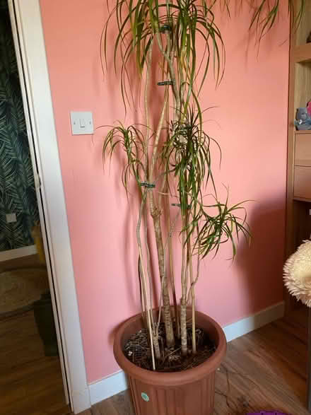 Photo of free House plant (West Granton) #3