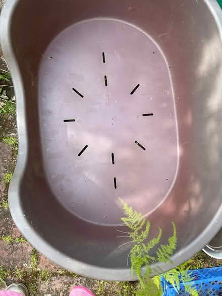 Photo of free Dogs bed shell (Burnhope County Durham DH70DY) #1