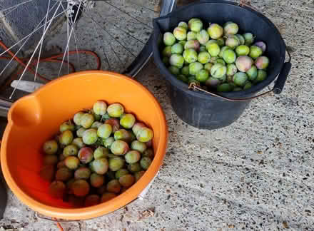 Photo of free Unripe, Green plums (Redhill RH1) #1