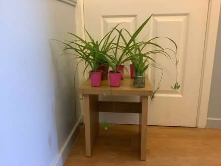 Photo of free Small table and spider plants (White City W10) #3