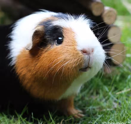 Photo of free Guinea Pig Supplies (Pepperell) #1