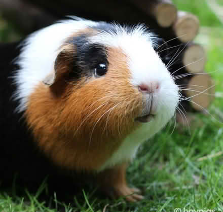 Photo of free Guinea Pig Supplies (Pepperell) #1