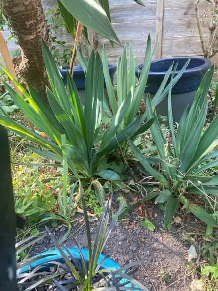 Photo of free Offshoots of yukka plane (B9 bordesley green) #3
