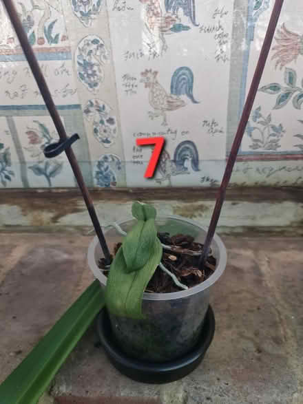 Photo of free House Plants (Bovingdon) #2