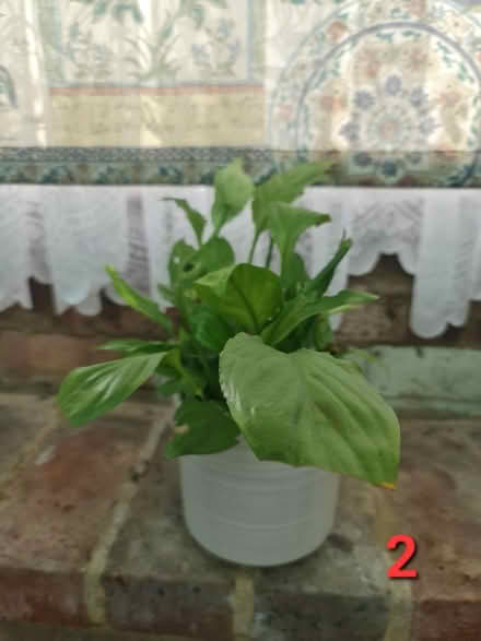 Photo of free House Plants (Bovingdon) #1